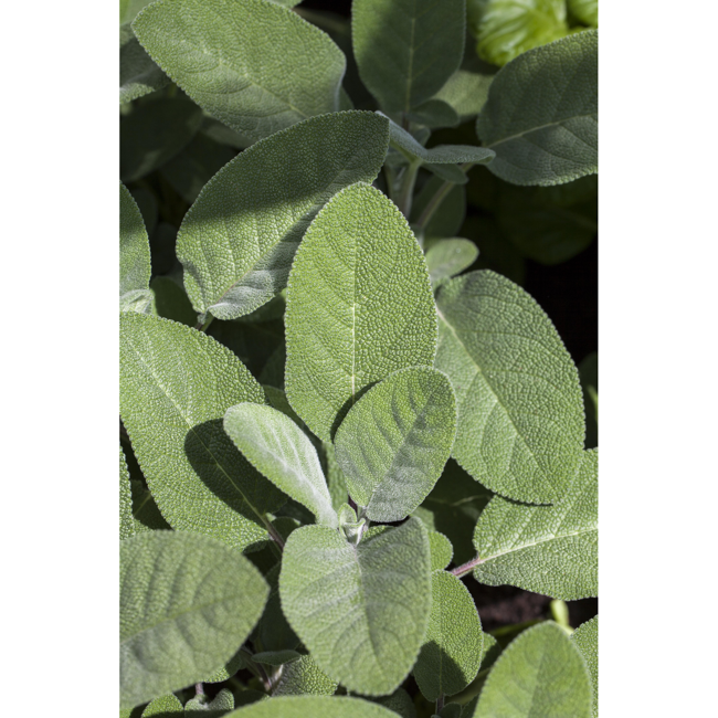 Bild von Echter Salbei 25 cm Topf