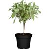 Salbei Ministamm 14 cm Topf