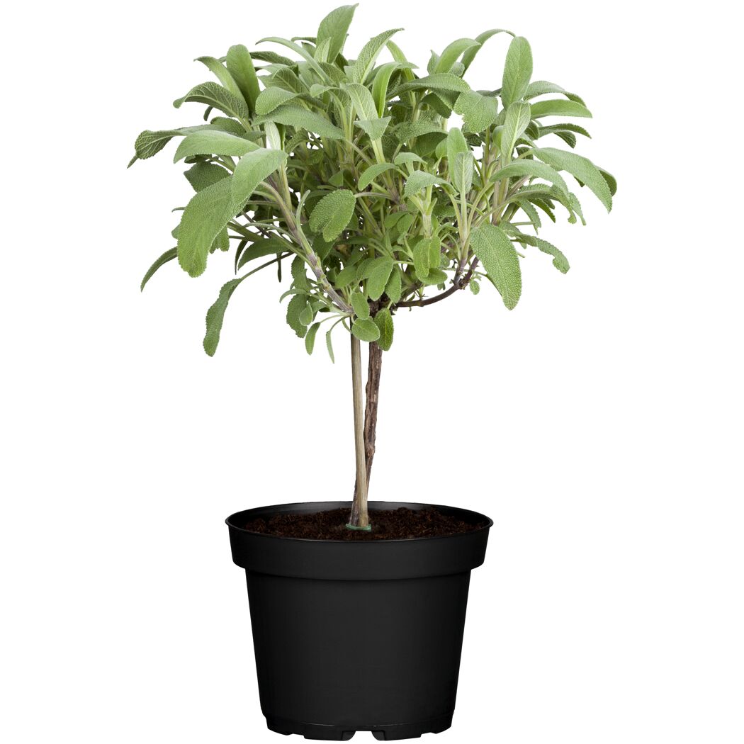 Salbei Ministamm 14 cm Topf
