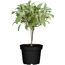 Salbei Ministamm 14 cm Topf