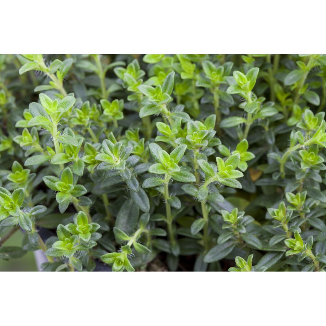 Thymus 14 cm Topf