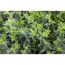 Thymus 14 cm Topf