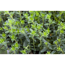 Thymus 14 cm Topf