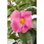 Dipladenie 'rosa', 10,5 cm Topf