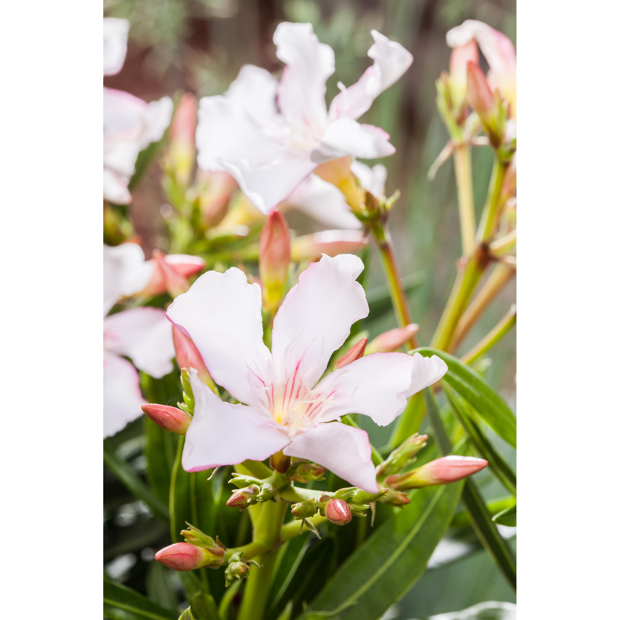 Oleander 'weiß', 25 cm Topf + product picture