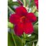 Dipladenie am Spalier 'rot' 14 cm Topf