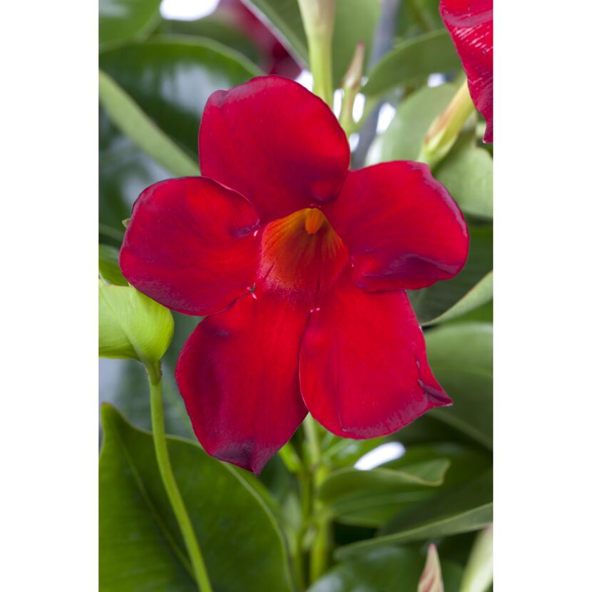 Dipladenie am Spalier 'rot' 14 cm Topf