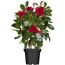 Dipladenie am Spalier 'rot' 14 cm Topf
