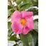 Dipladenie am Spalier 'rosa' 14 cm Topf