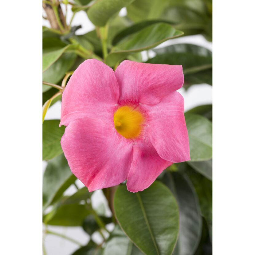Dipladenie am Spalier 'rosa' 14 cm Topf
