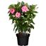 Dipladenie am Spalier 'rosa' 14 cm Topf