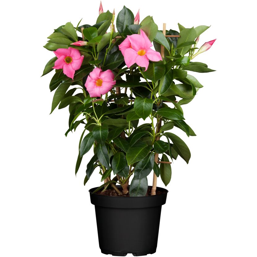 Dipladenie am Spalier 'rosa' 14 cm Topf