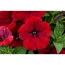 Petunie 'Rot', 9 cm Topf, 3er-Set