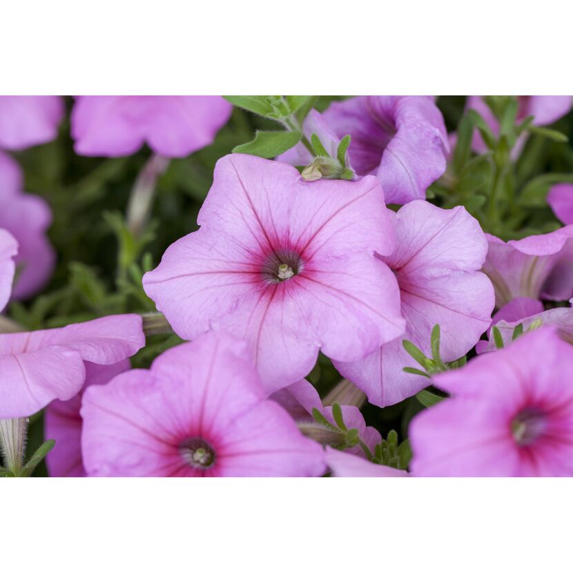 Petunie 'Rosa', 9 cm Topf, 3er-Set