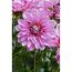 Dahlie 'Rosa', 13 cm Topf, 2er-Set