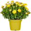 Verkleinertes Bild von Chrysantheme verschiedene Farben 10,5 cm Topf