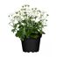 Chrysantheme verschiedene Farben 10,5 cm Topf