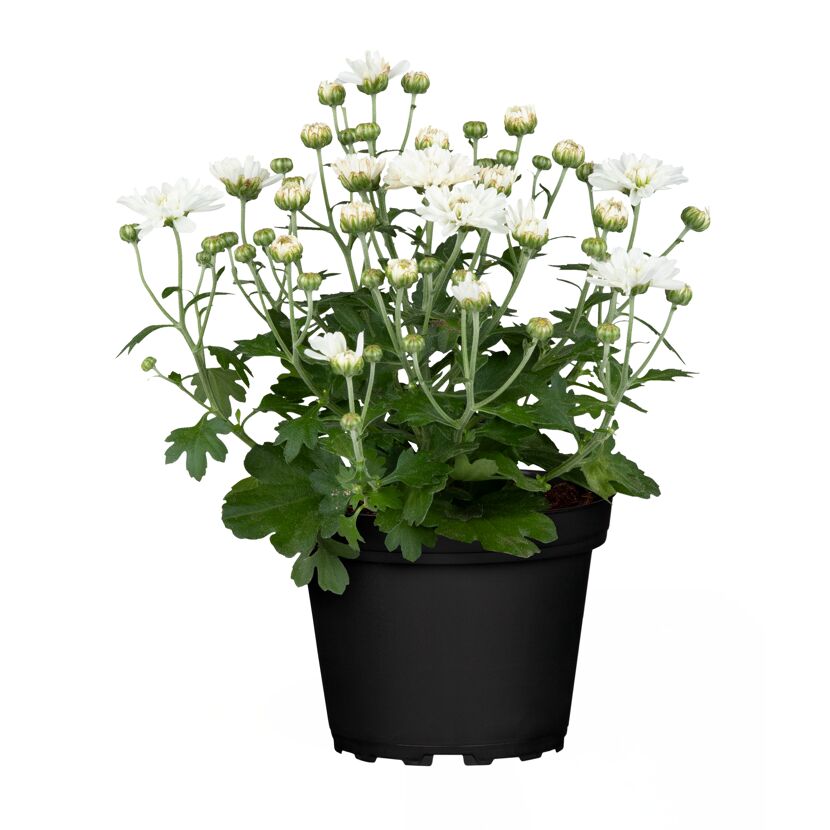 Chrysantheme verschiedene Farben 10,5 cm Topf