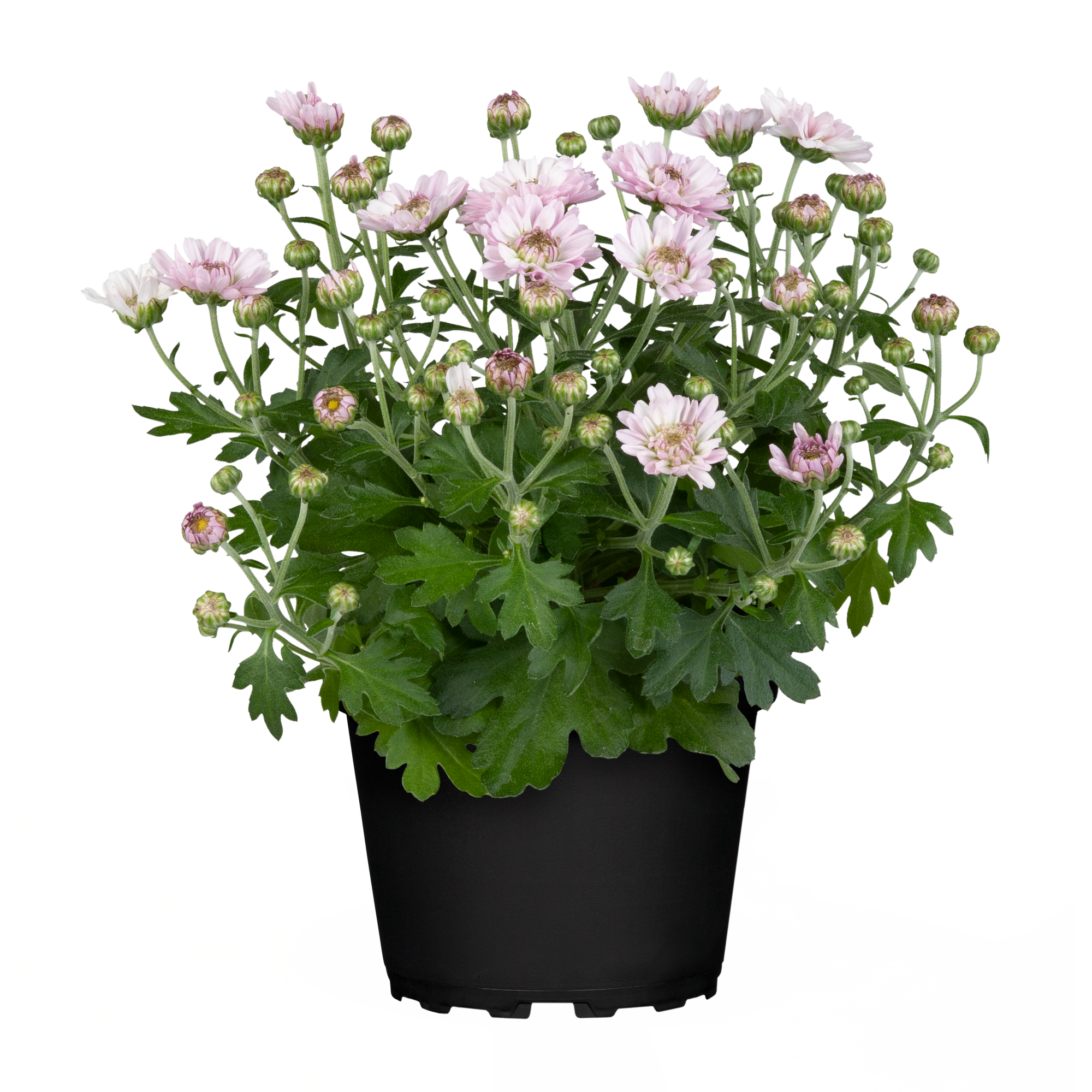 Chrysantheme verschiedene Farben 10,5 cm Topf