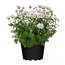 Chrysantheme verschiedene Farben 10,5 cm Topf
