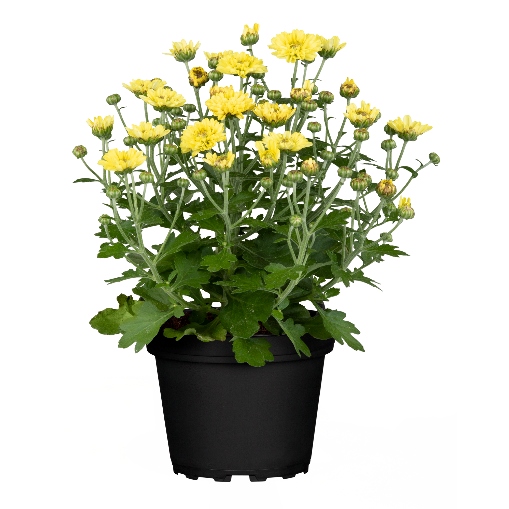 Chrysantheme verschiedene Farben 10,5 cm Topf