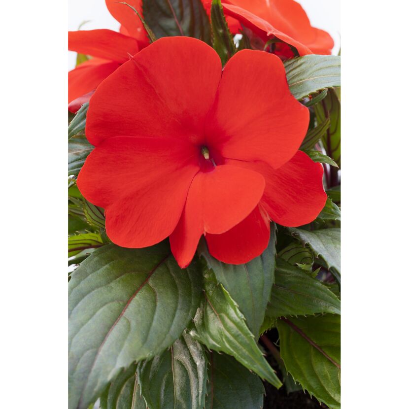 Edellieschen 'Rot', 12 cm Topf, 2er-Set