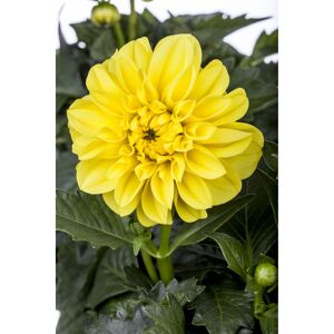 Dahlie 'Gelb', 19 cm Topf