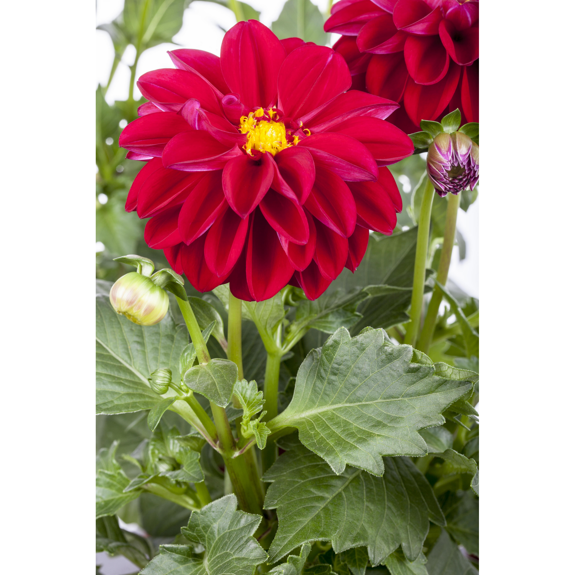 Dahlie 'Rot', 19 cm Topf + product picture