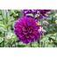 Dahlie 'Violett', 19 cm Topf