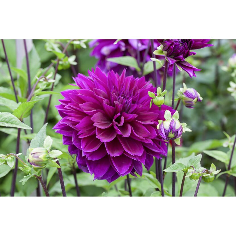 Dahlie 'Violett', 19 cm Topf