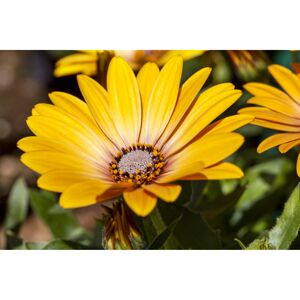 Kapkörbchen 'Orange', 10,5 cm Topf, 3er-Set