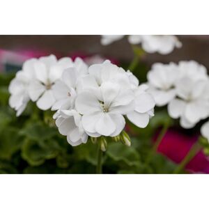 Fairtrade Geranie 'Weiß', 12 cm Topf