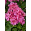 Geranie stehend rosa 12 cm Topf, 2er-Set
