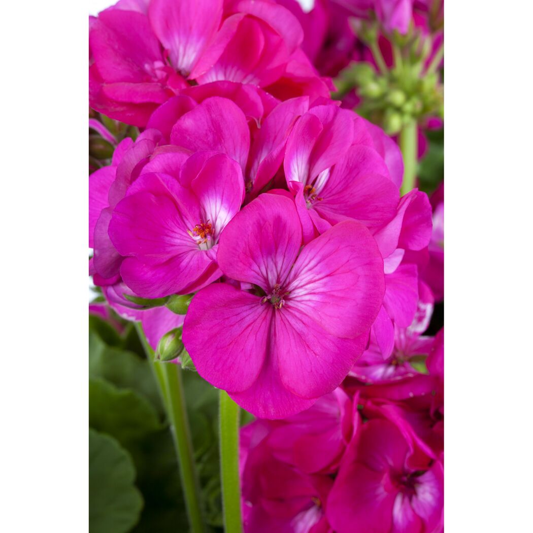 Geranie pink 12 cm Topf, 2er-Set
