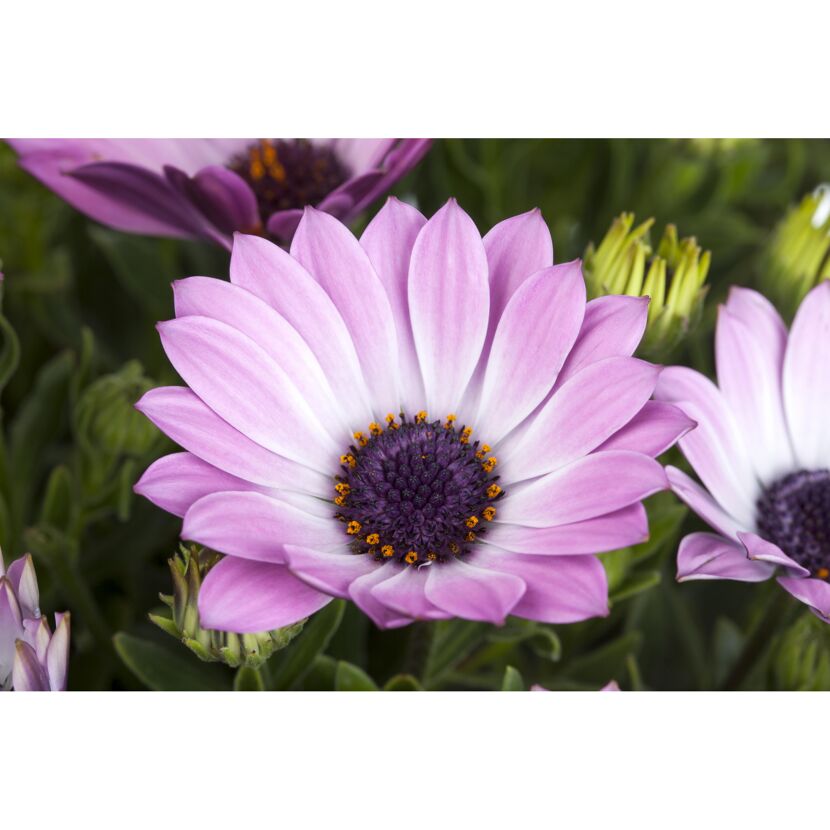 Kapringelblumen 'Rosa', 12 cm Topf, 2er-Set