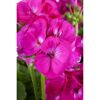 Stehende Geranie pink 12 cm Topf, 2er-Set