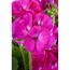 Stehende Geranie pink 12 cm Topf, 2er-Set