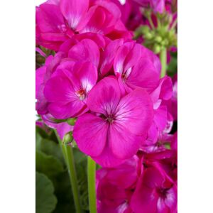 Stehende Geranie 'Pink', 12 cm Topf