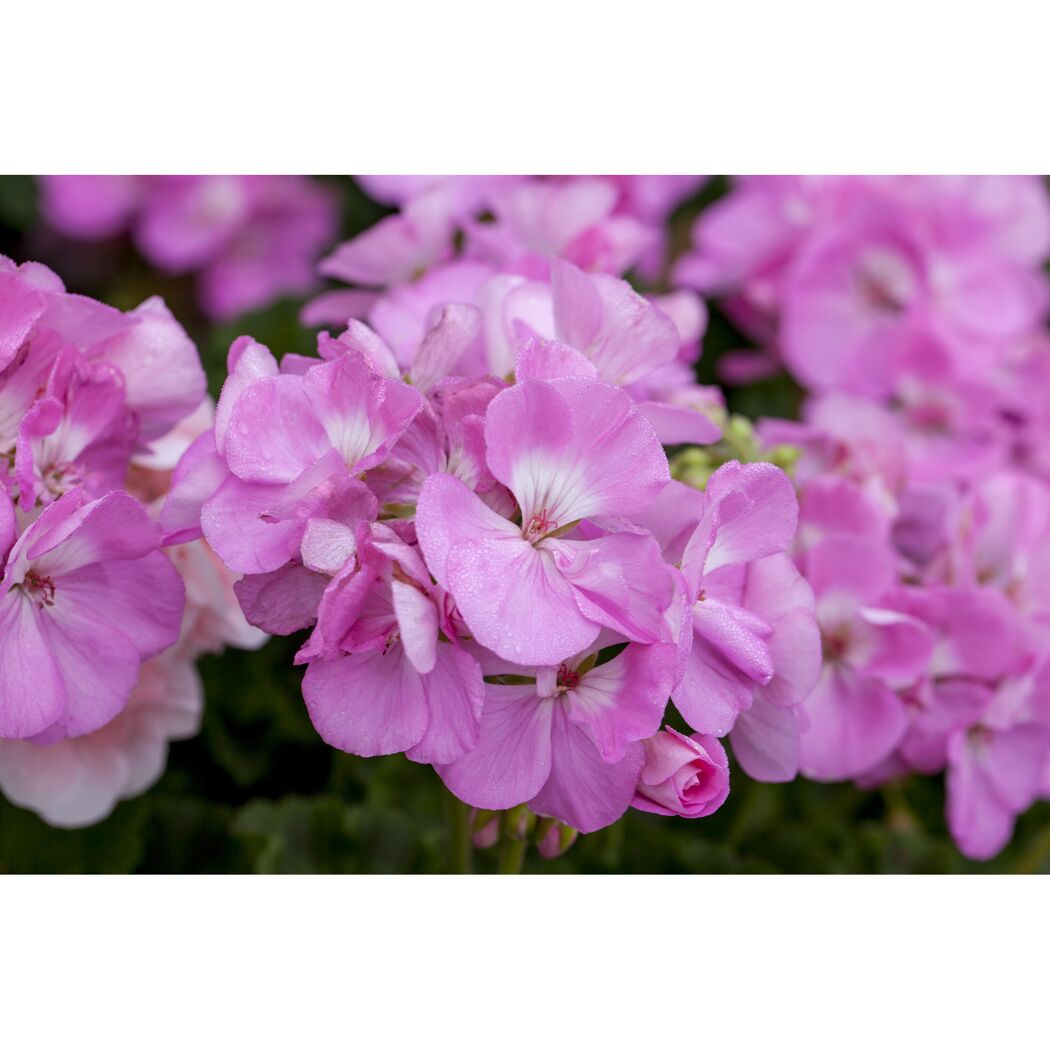 Stehende Geranie lila 12 cm Topf, 2er-Set
