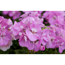 Verkleinertes Bild von Stehende Geranie lila 12 cm Topf, 2er-Set