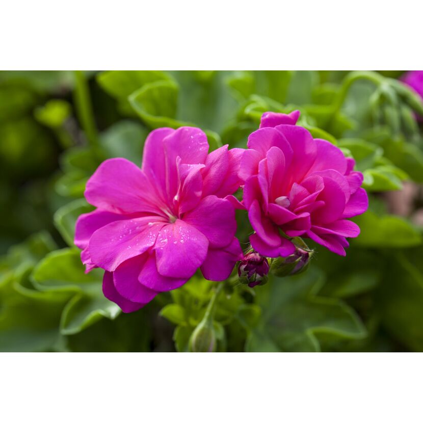 Hängende Geranie pink 12 cm Topf, 2er-Set