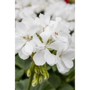 Stehende Geranie 'Weiß', 15 cm Topf