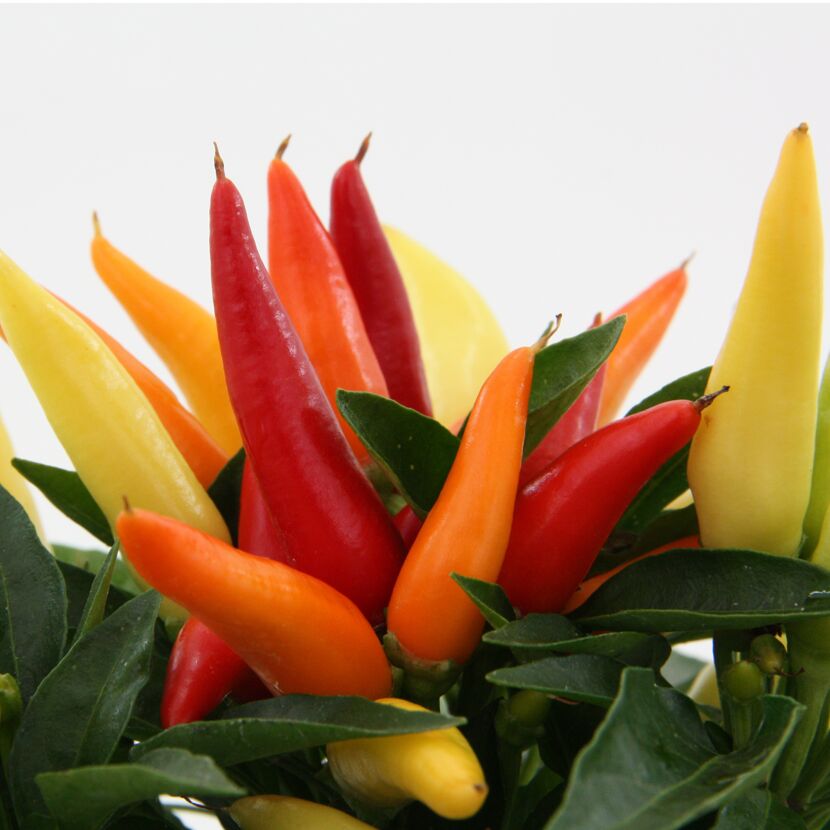 Bunte Zierchilis