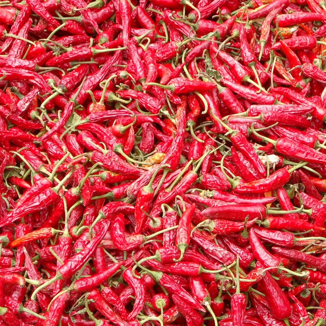 Viele rote Chilischoten