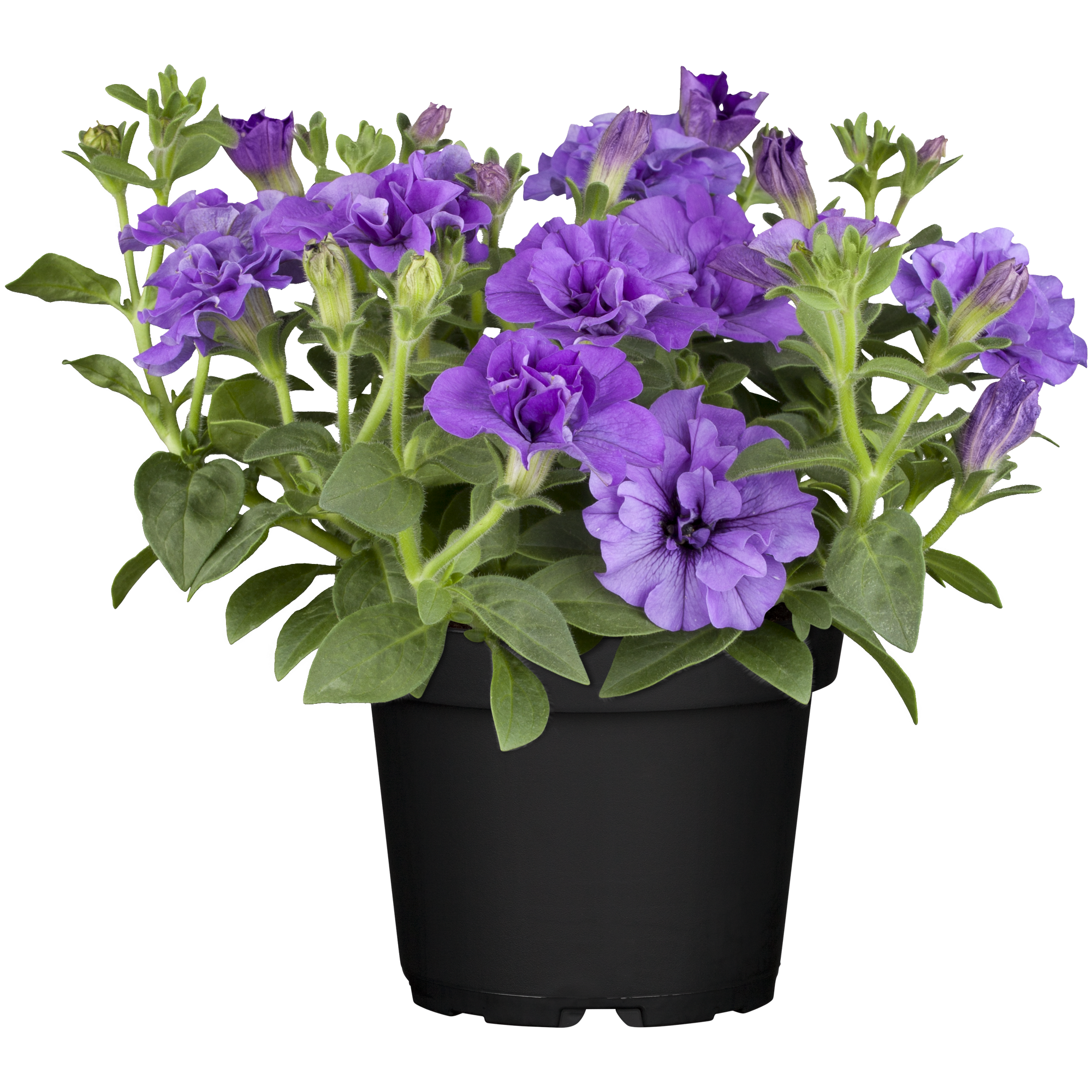 Petunie hängend gefüllt, 12 cm Topf