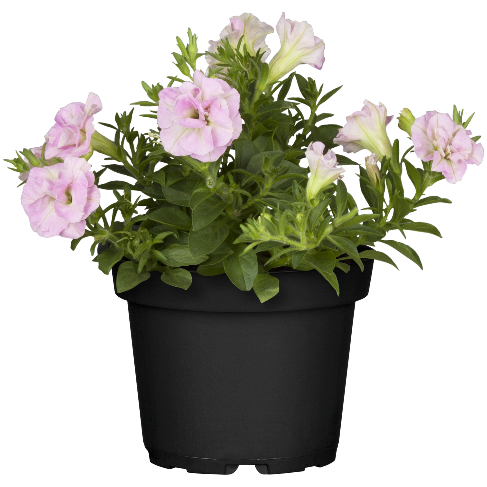 Petunie hängend gefüllt, 12 cm Topf