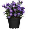 Lila Aster novi-belgii in schwarzem Topf