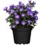 Lila Aster novi-belgii in schwarzem Topf