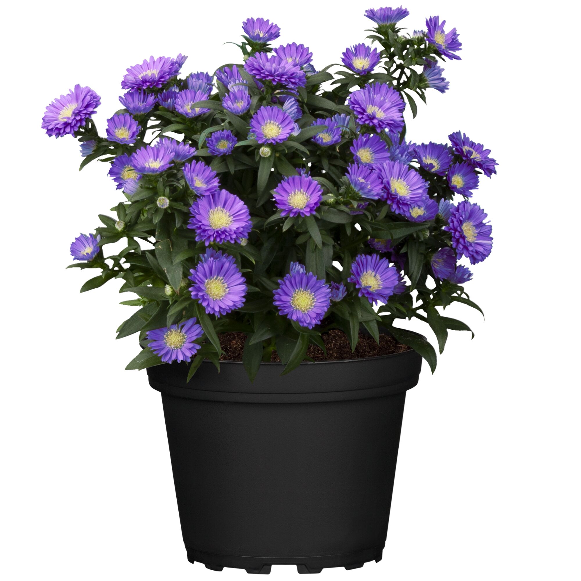 Lila Aster novi-belgii in schwarzem Topf