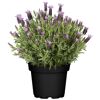 Lavendel 'Butterfly' im Topf